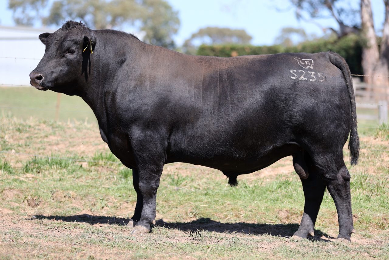 Landfall Pheasantry S235 - Yallambee Angus | Red and Black Angus Stud ...